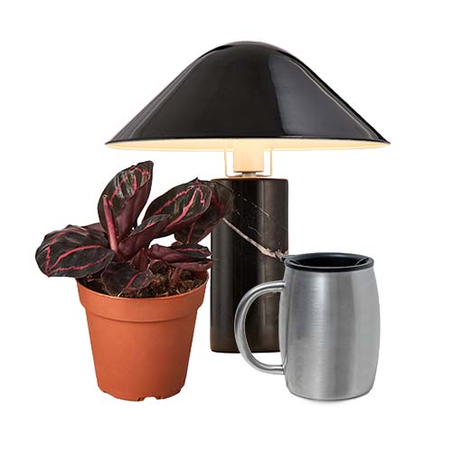 Home & Garden